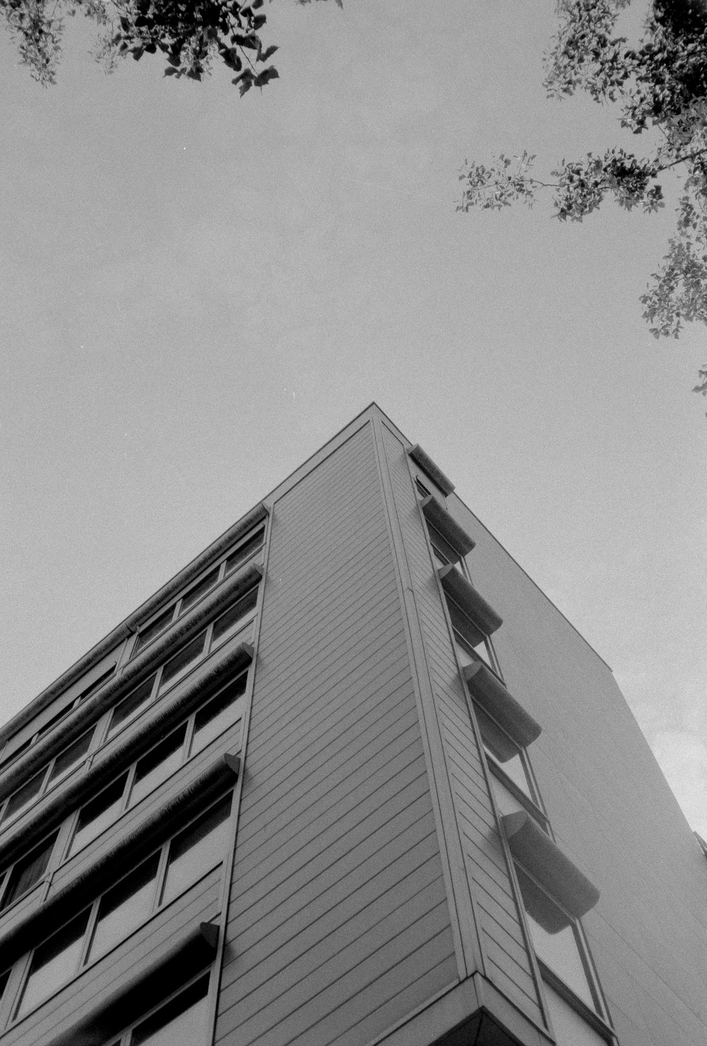 Looking up at the corner of a modernist building with hooded windows, framed by tree branches