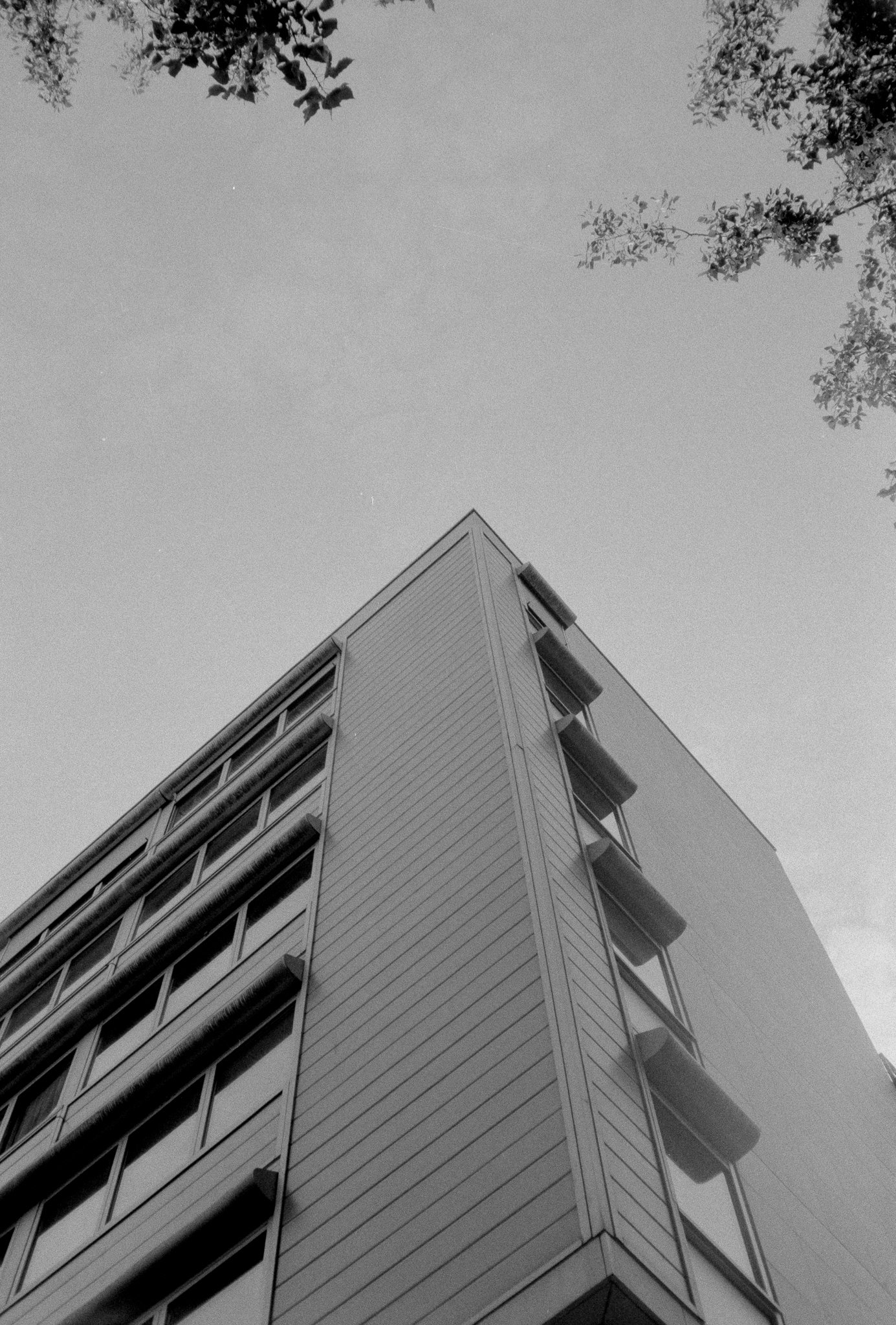 Looking up at the corner of a modernist building with hooded windows, framed by tree branches