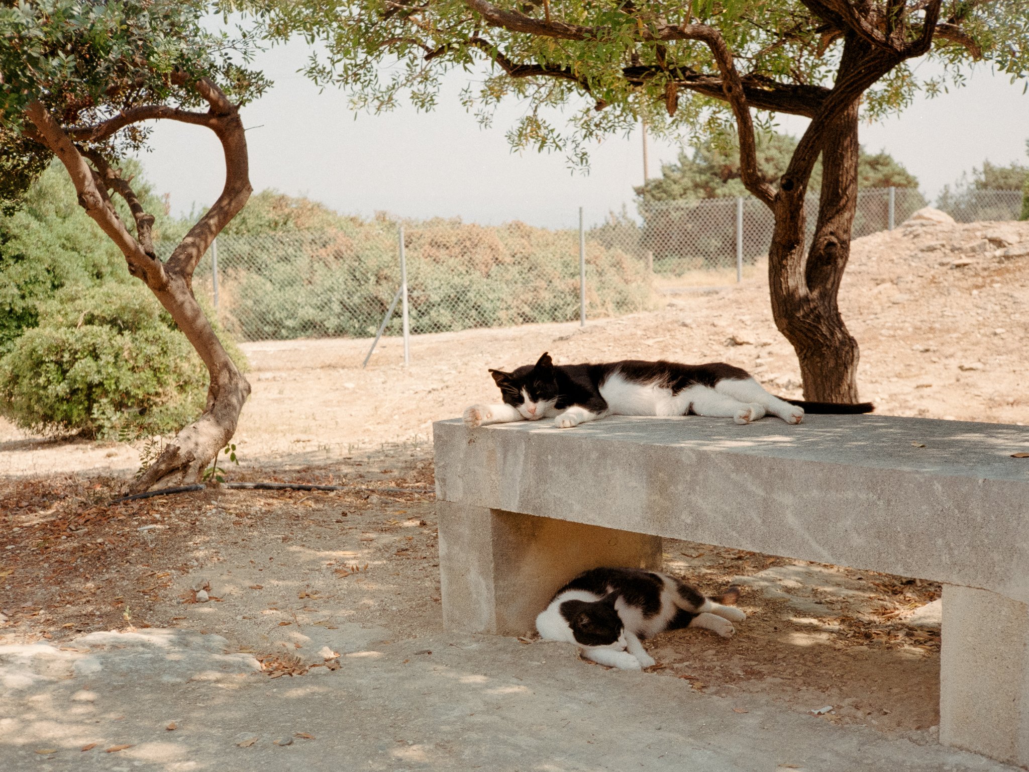 Two black and white cats napping on and under a concrete bench beneath a small tree