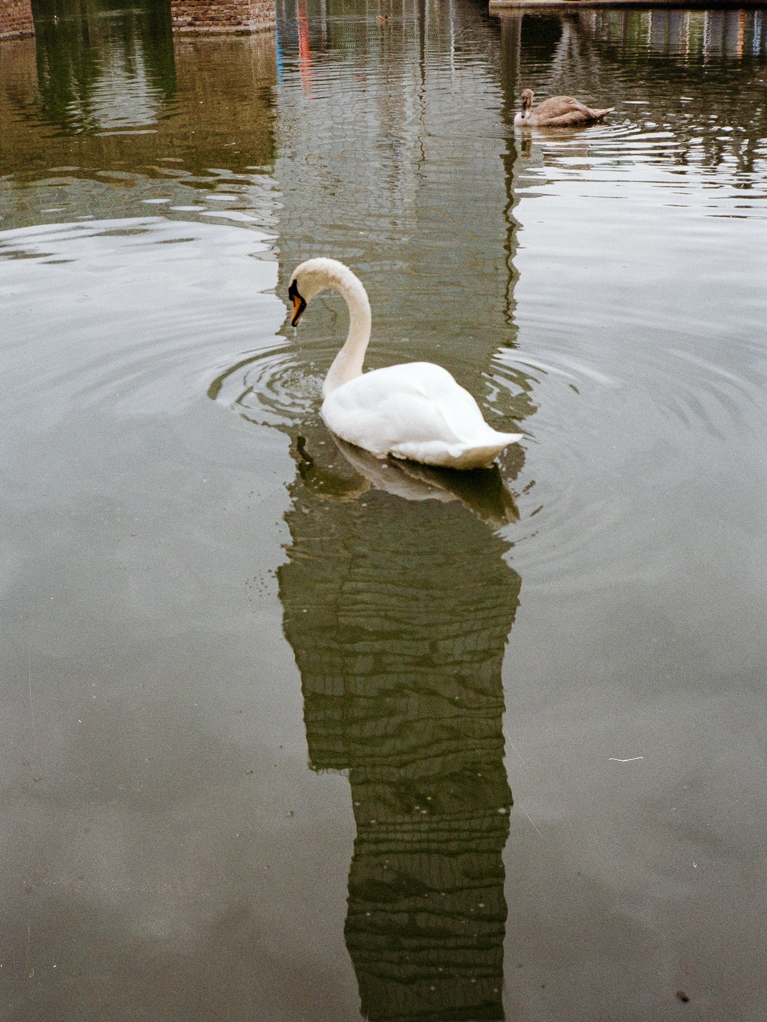 A swan gliding across the rippled reflection of a tall building, a cygnet swimming behind