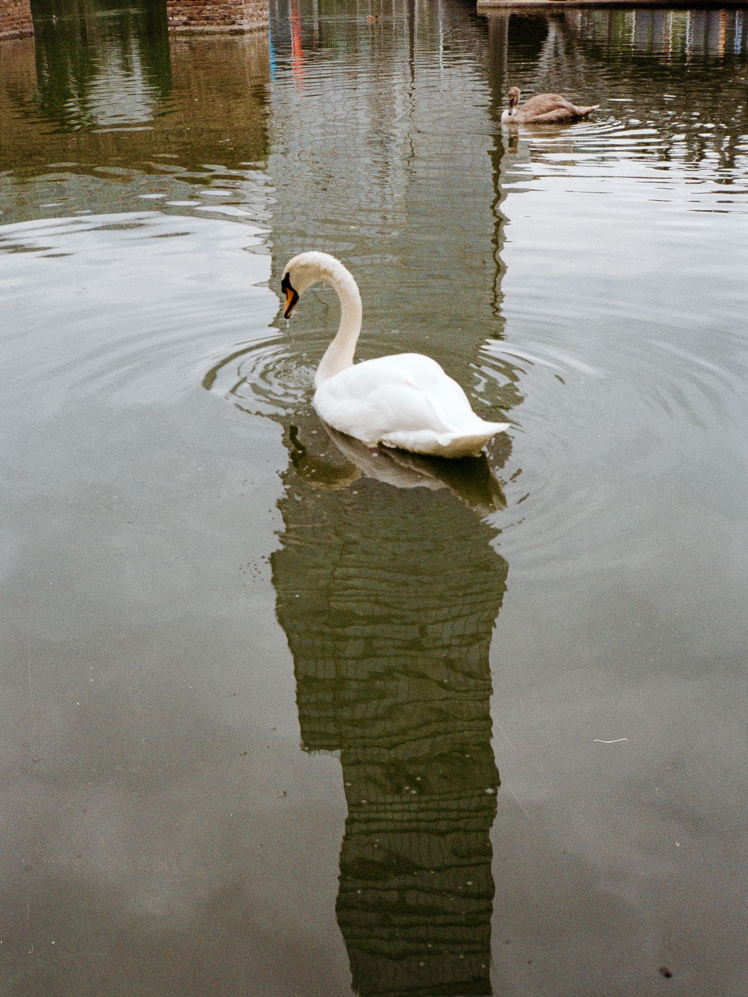 A swan gliding across the rippled reflection of a tall building, a cygnet swimming behind