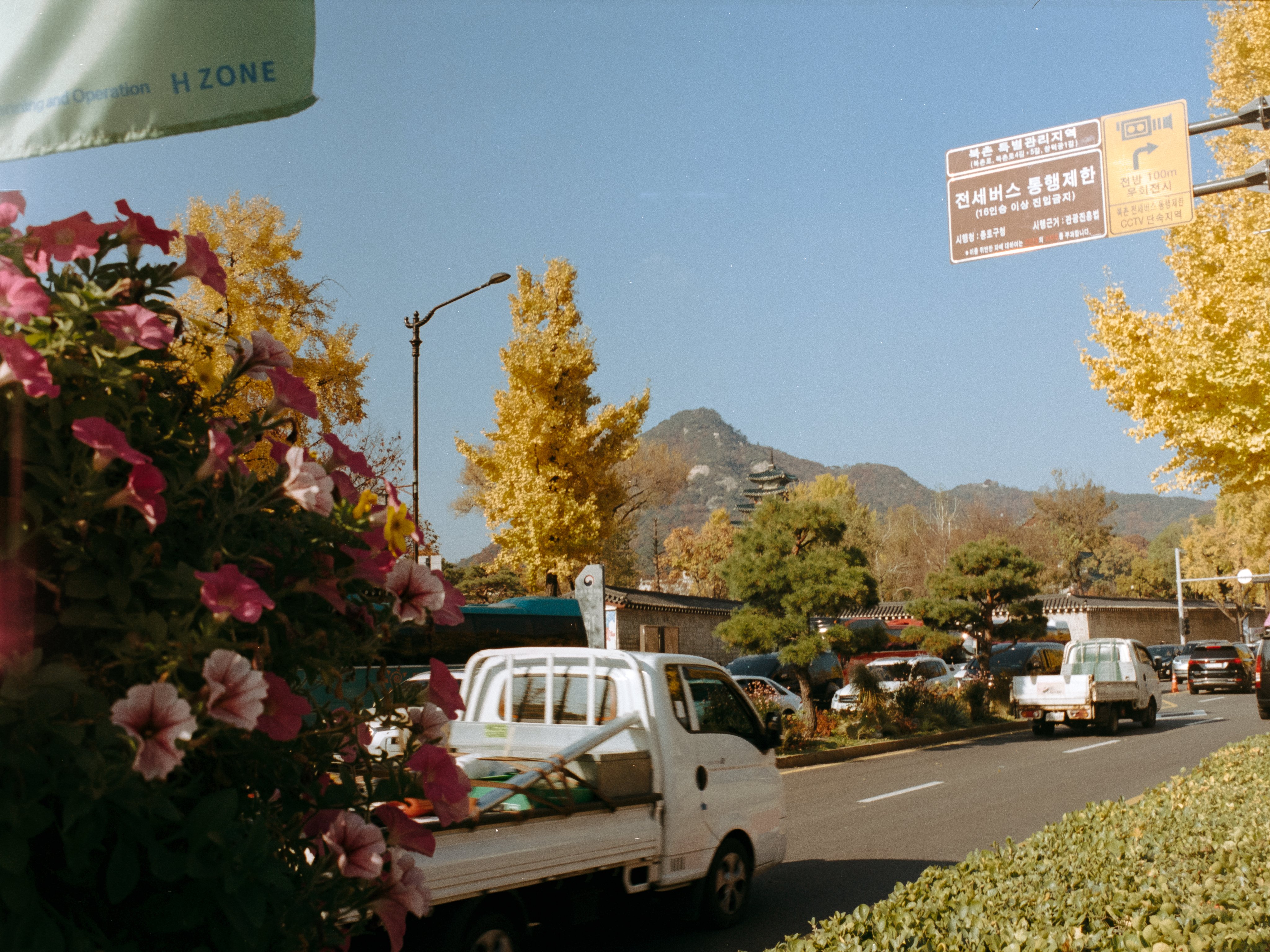 Ginkgo trees