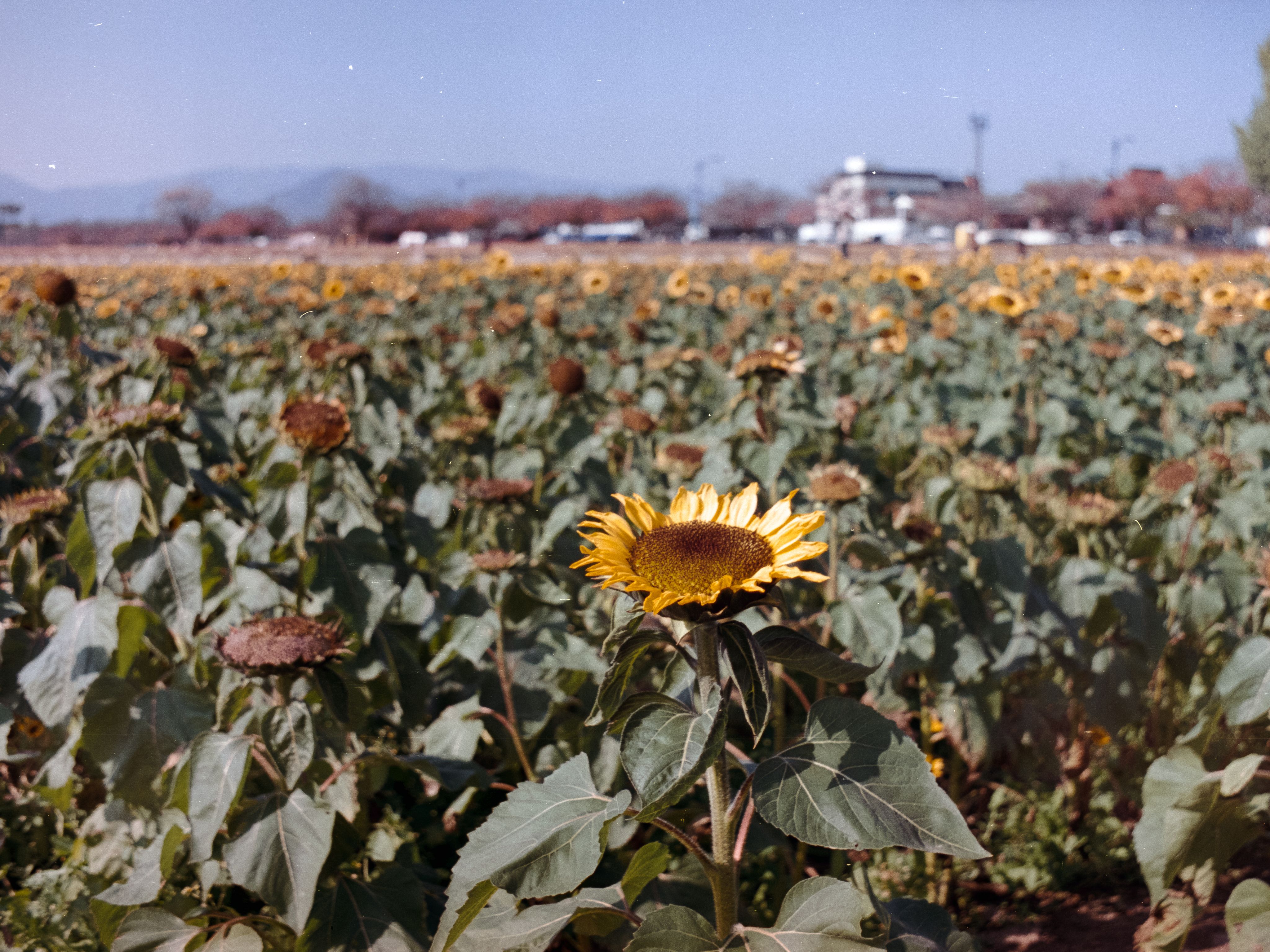 A single bright sunflower standing above a field of wilted brown ones