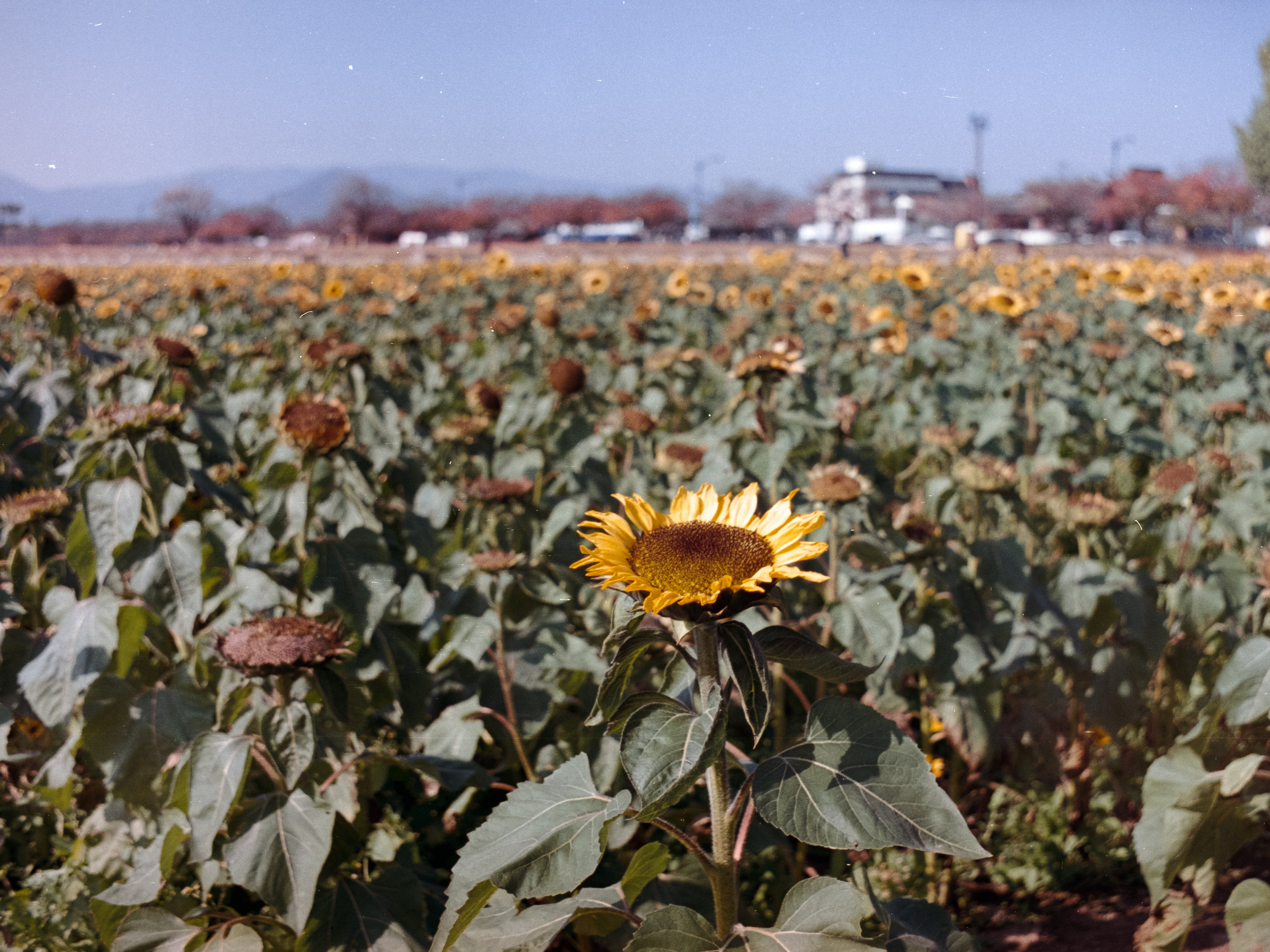 A single bright sunflower standing above a field of wilted brown ones