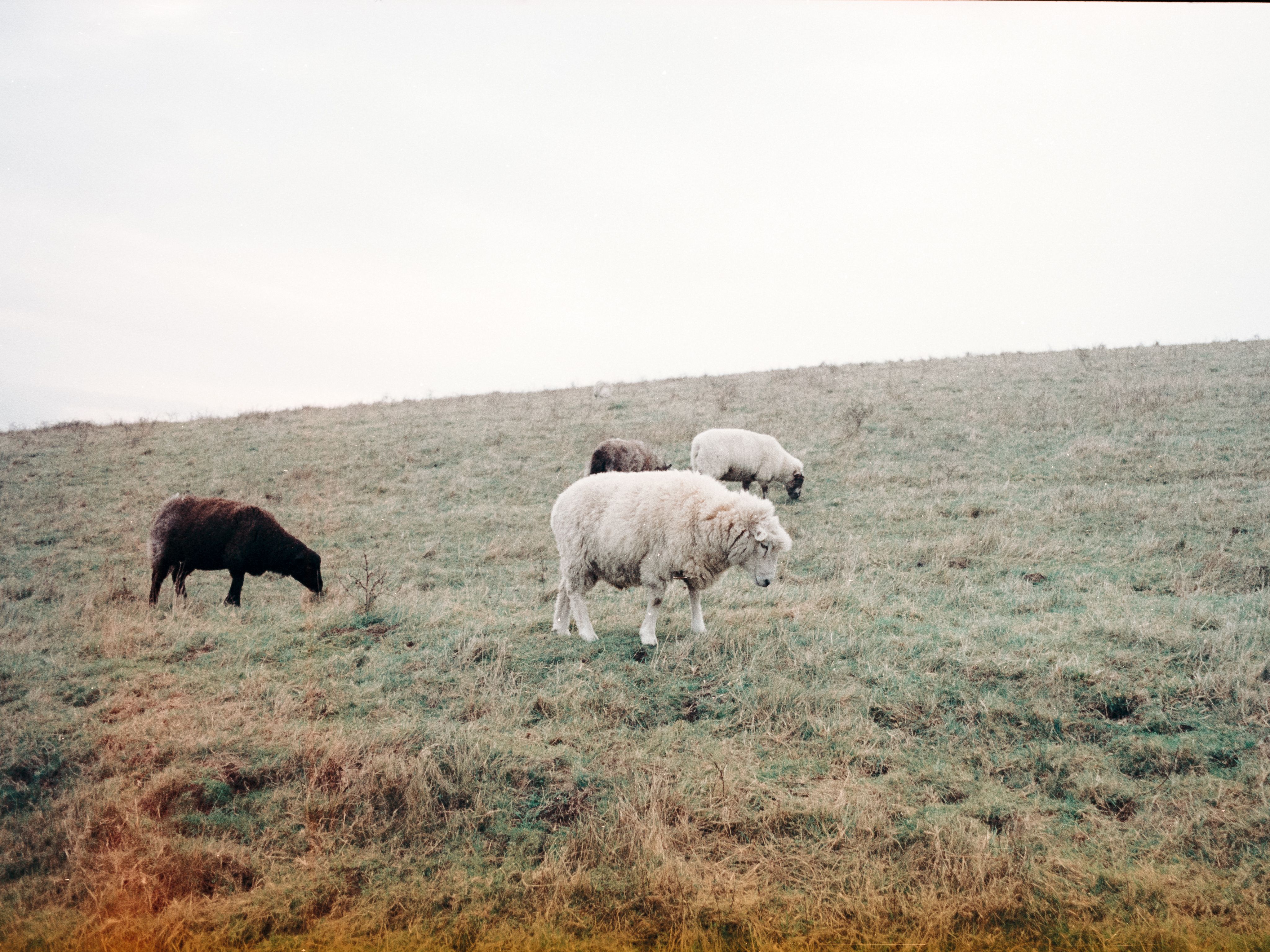 british sheeps