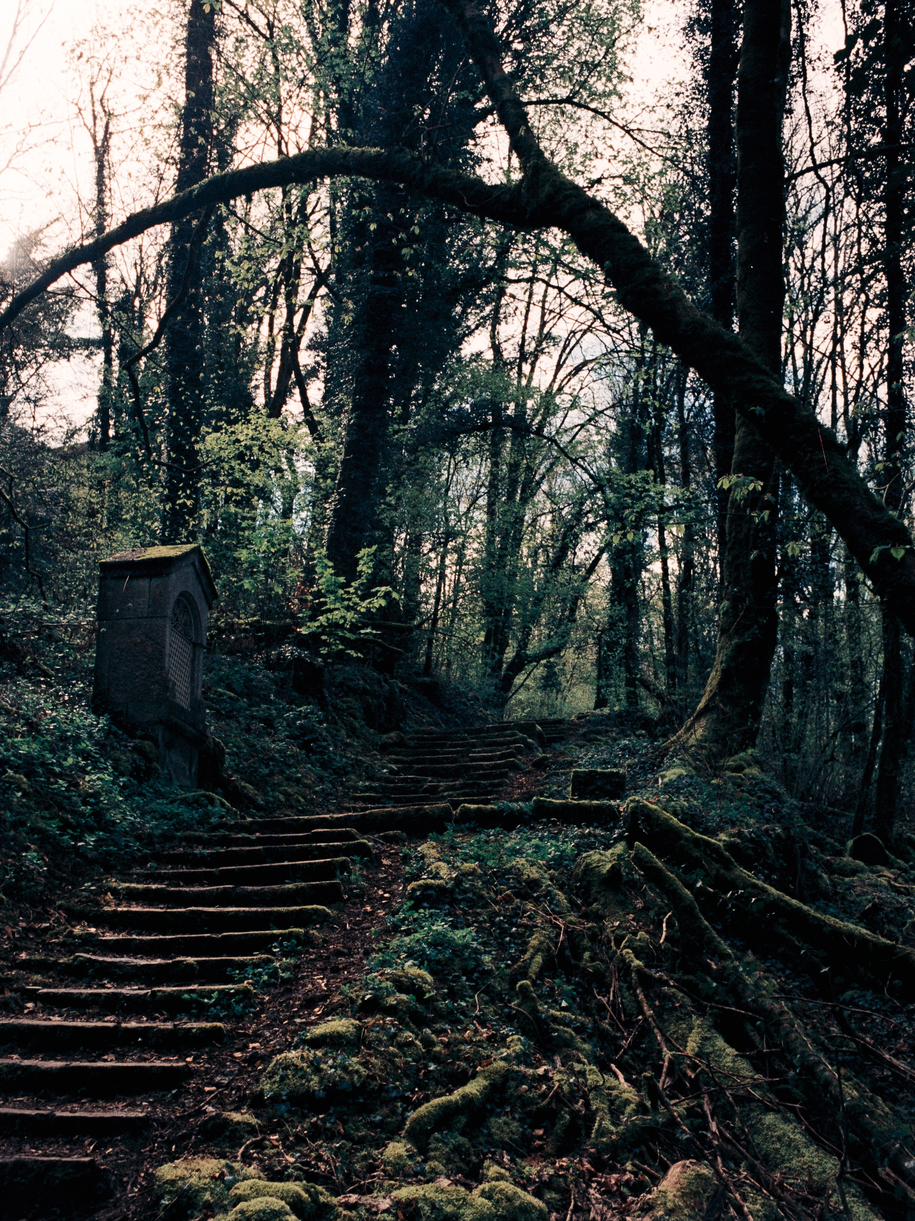 Moss-covered stone steps climbing through a dark forest, past a small stone shrine