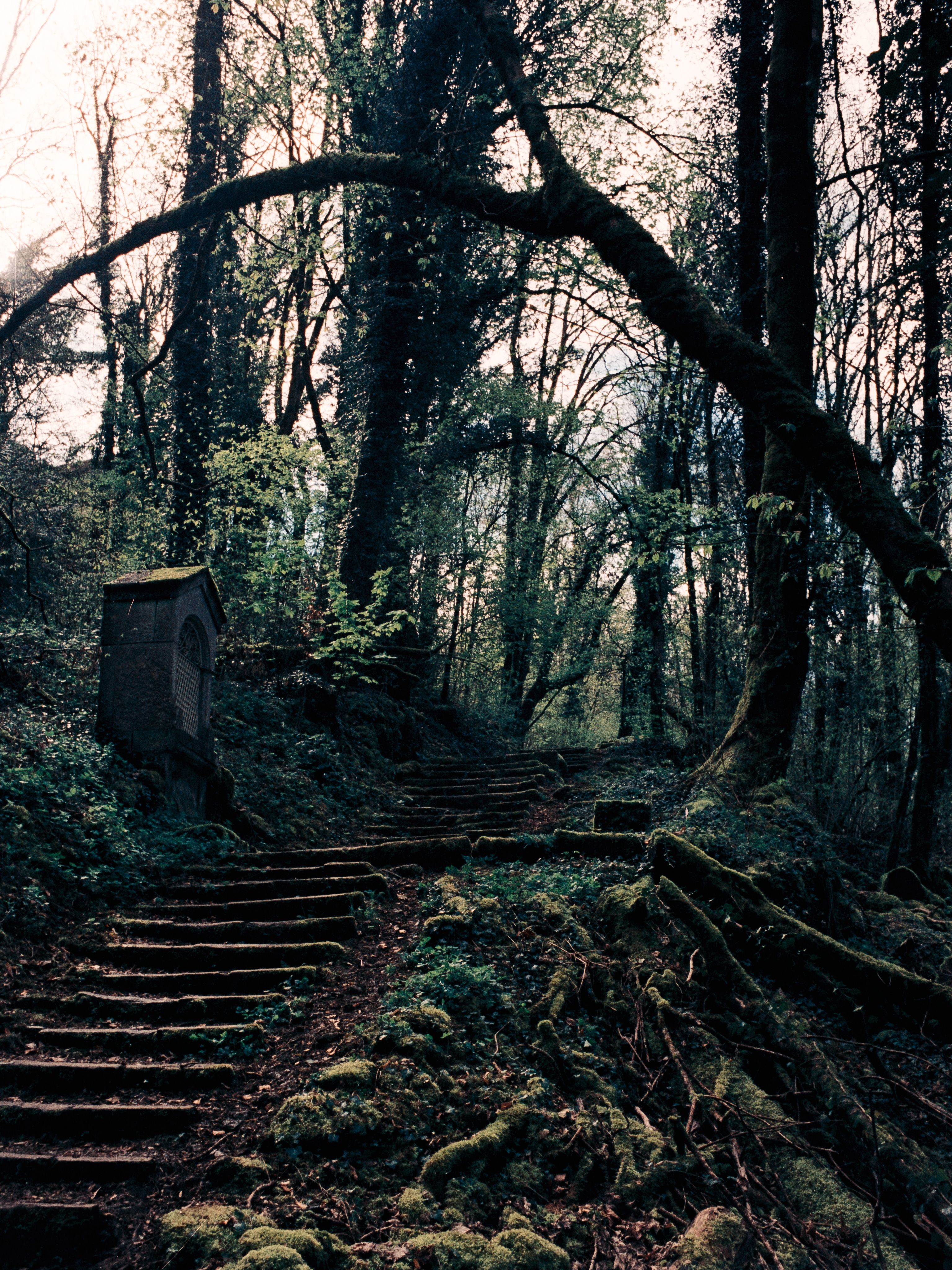 Moss-covered stone steps climbing through a dark forest, past a small stone shrine
