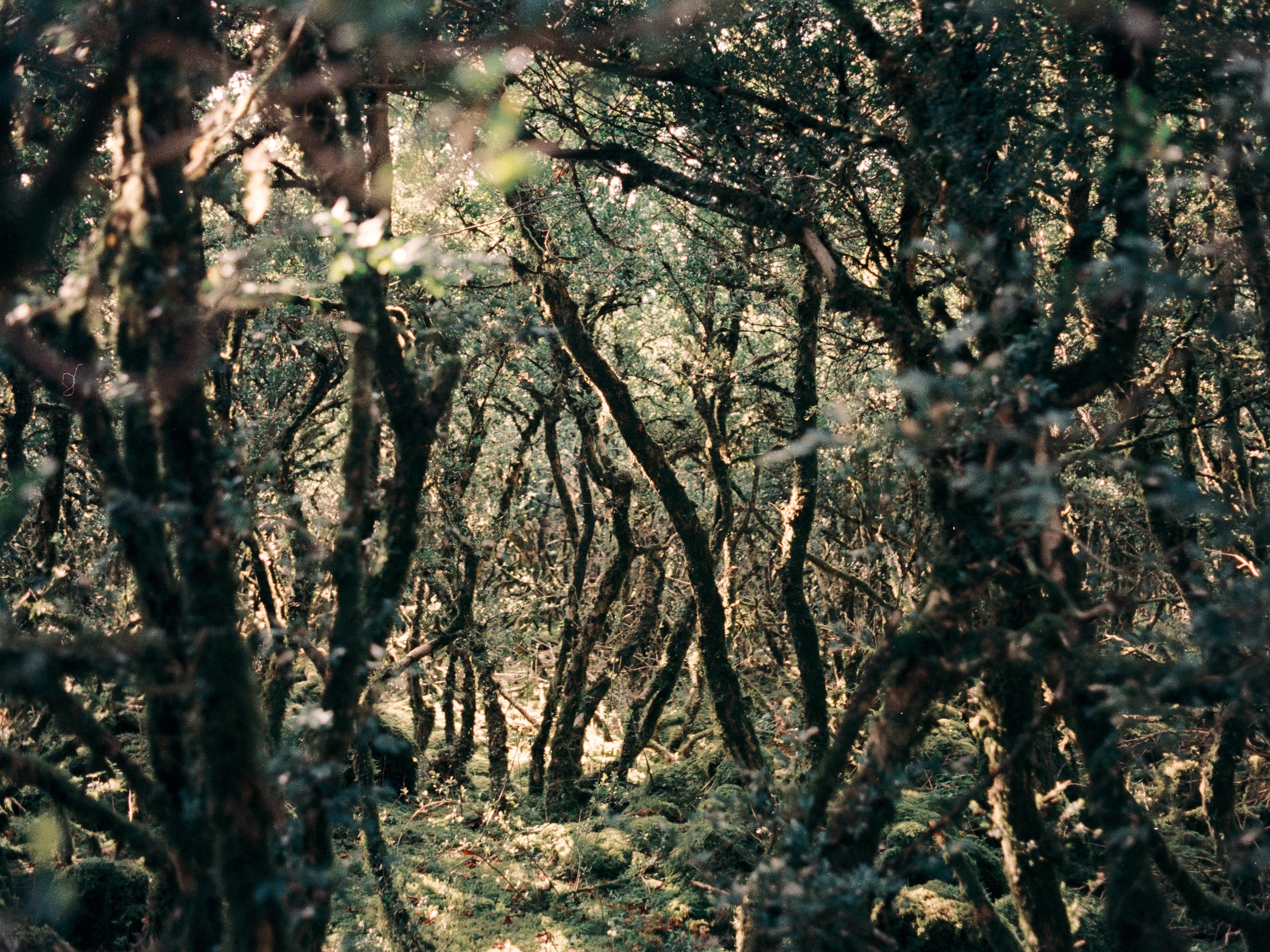 mystical forest