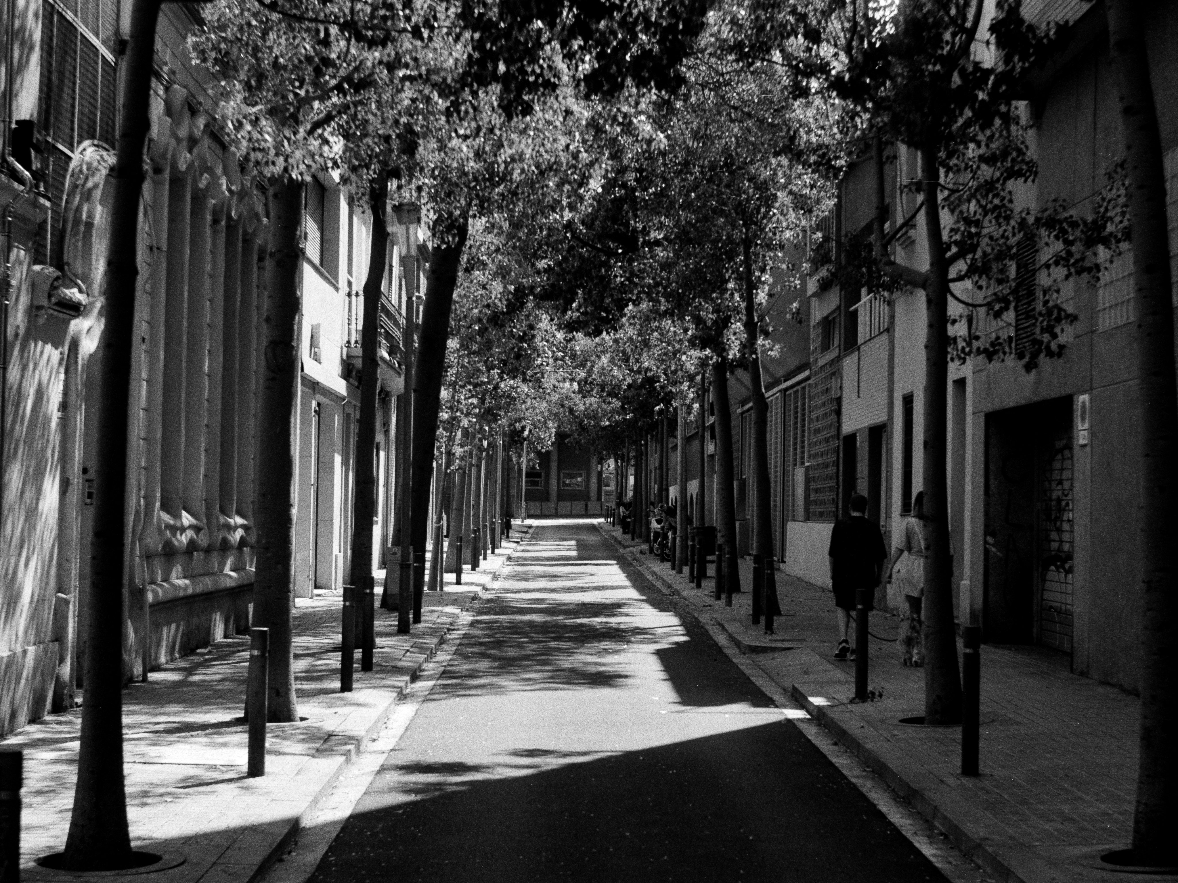 A tree-canopied street in dappled light, a couple walking their dog along the sidewalk