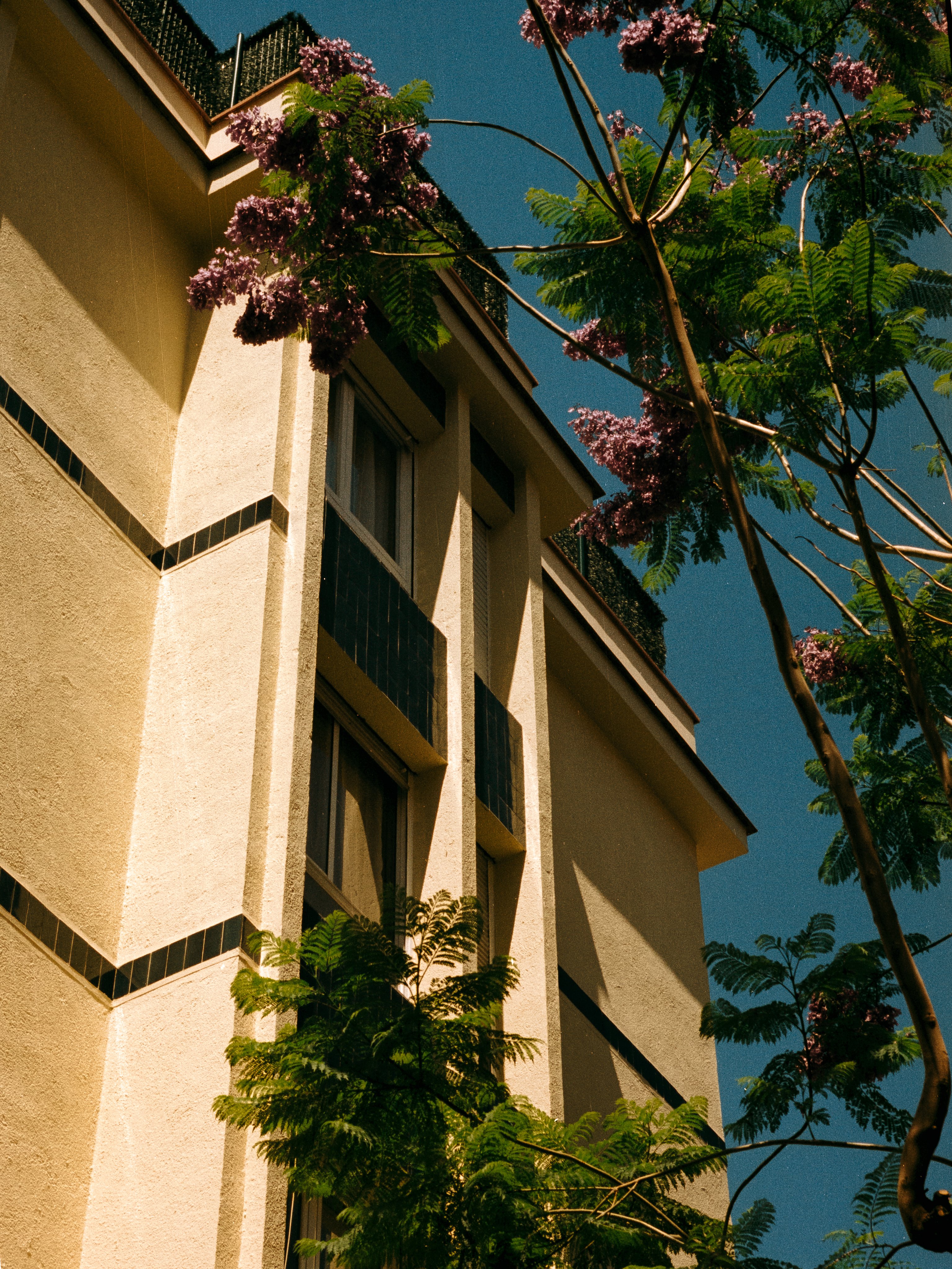 Purple jacaranda blooms framing the sunlit corner of a cream apartment building