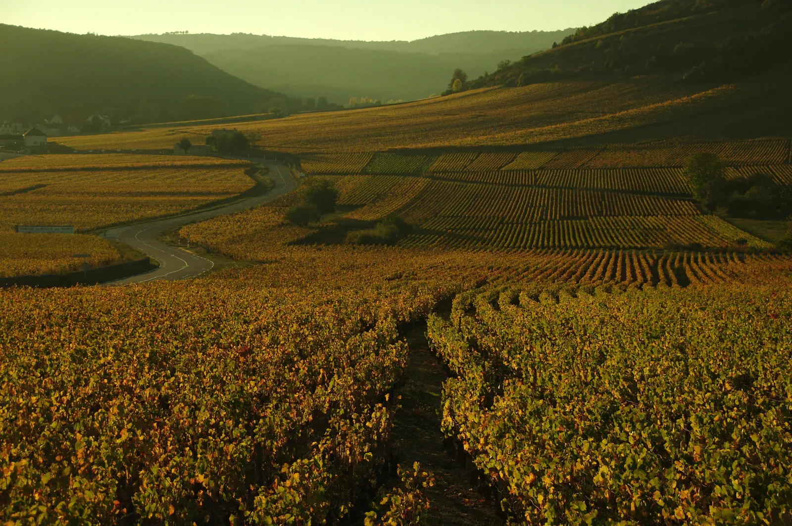 A lone walker among vineyard rows at golden hour (photo by Elodie Debard on Unsplash)
